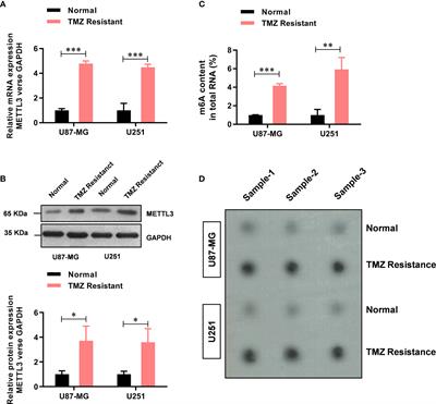 METTL3 Promotes the Resistance of Glioma to Temozolomide via Increasing MGMT and ANPG in a m6A Dependent Manner